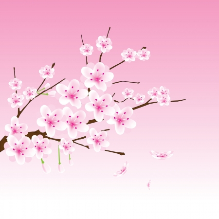 vector cherry blossom branchのイラスト素材