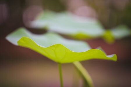 The close up lotus leafの写真素材