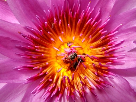 Bee in the Water Lily, lotusの写真素材