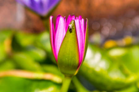 Water Lily, lotus