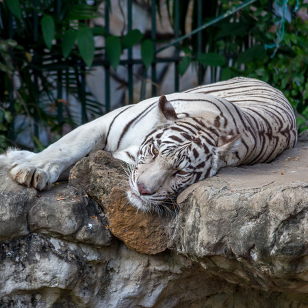 White Tiger On a Rock In Zooの写真素材
