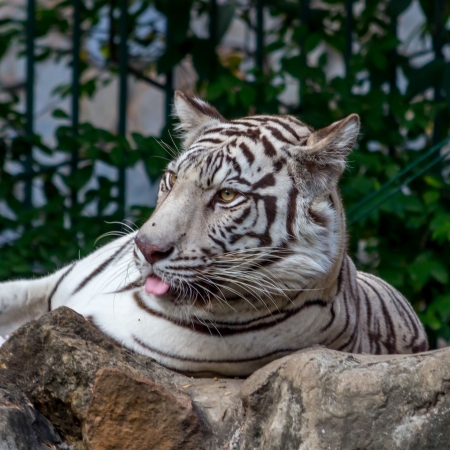White Tiger On a Rock In Zooの写真素材