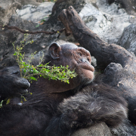 chimpanzeeの写真素材