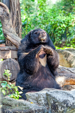 black bear in zooの写真素材