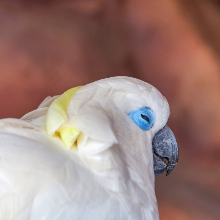 Cockatoo bird