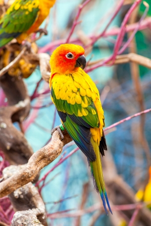 Parrot on a Tree Branchの写真素材