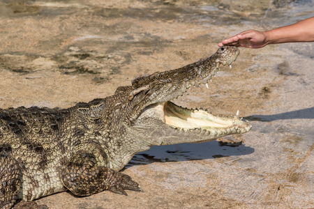 crocodile in the zoo Thailandの写真素材