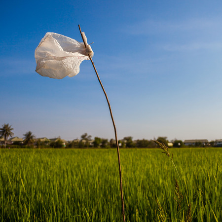 Rice seedlings field in THAILAND