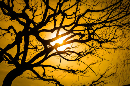 Silhouette of tree in Asakusa temple Tokyo, Japanの写真素材