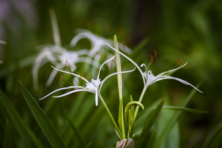 White spider lily flower -Hymenocallis littoralisの写真素材
