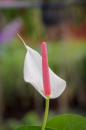 flamingo lily flower in the gardenの写真素材