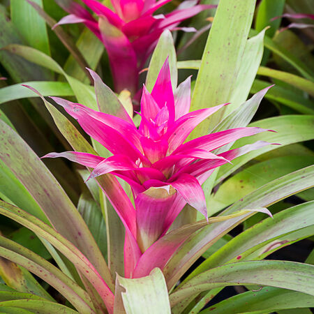 Bromeliad in the gardenの写真素材
