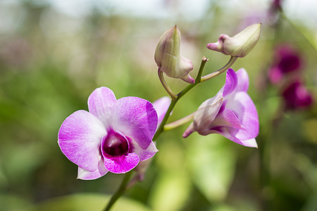 Beautiful Orchidの写真素材