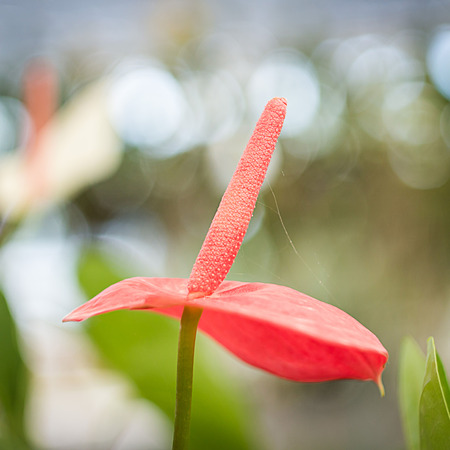 flamingo lily flower in the gardenの写真素材