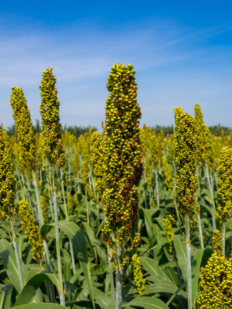 Sorghum field in Thailandの写真素材