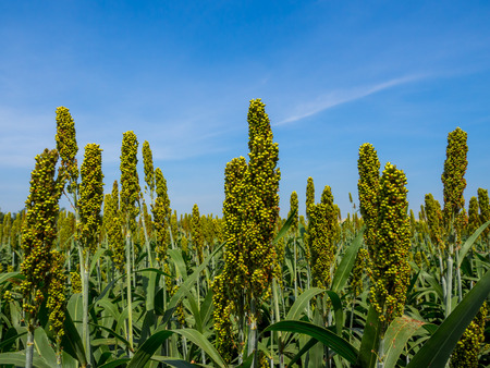 Sorghum field in Thailandの写真素材
