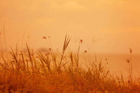 Abstract natural background with grass in the meadow and orange sky in the backの写真素材