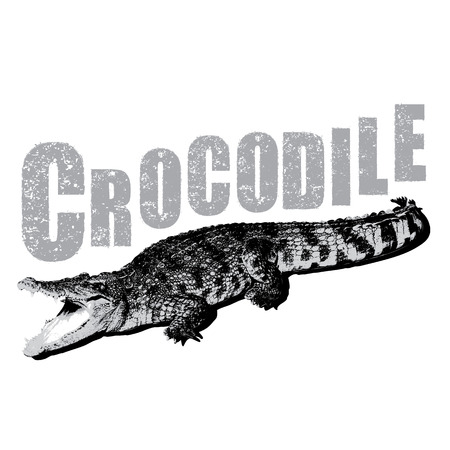 Crocodile vector, illustration, rubber stampのイラスト素材