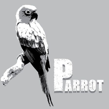 Parrot on a Tree Branch vector, rubber stampのイラスト素材