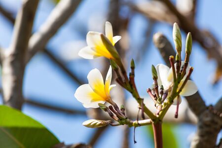 Plumeria flower blooming on tree, spa flowerの写真素材