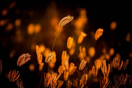 beautiful tropical grass flower in nature