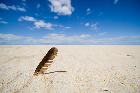 A feather stuck in the sandの写真素材