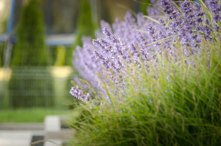 In the gardenの写真素材