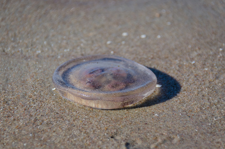Jellyfish on the beachの写真素材