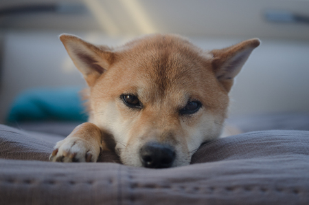 Lying dogの写真素材