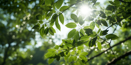 green leaves background in sunny day with sunbeams and lens flareの素材