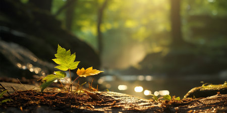 Fallen leaves on a log by the river in the forest.の素材