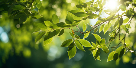 Green leaves background in sunny day. Beautiful nature scene with sunlight.の素材