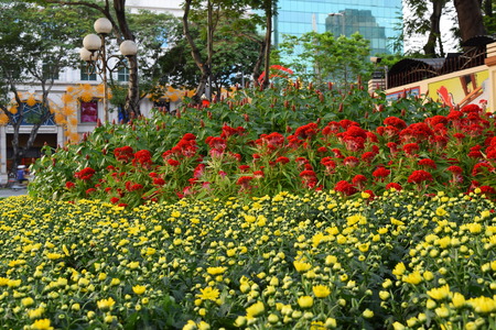 flower festival for Lunar new year decoration in Vietnam with many kind of colorful flowers in wooden pots on the streetの写真素材