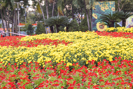 flower festival for Lunar new year decoration in Vietnam with many kind of colorful flowers in wooden pots on the streetのeditorial素材