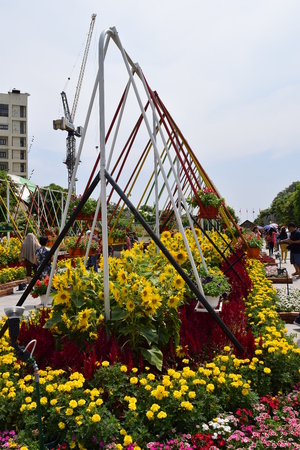 flower festival for Lunar new year decoration in Vietnam with many kind of colorful flowers in wooden pots on the streetのeditorial素材