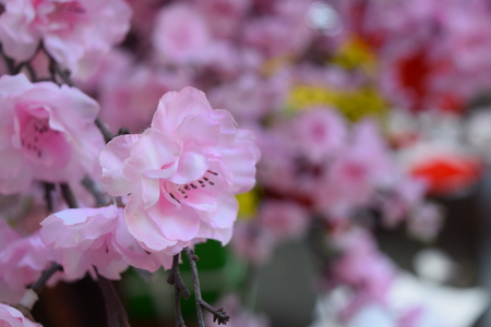 flower festival for Lunar new year decoration in Vietnam with many kind of colorful flowers in wooden pots on the streetの写真素材