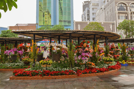 flower festival for Lunar new year decoration in Vietnam with many kind of colorful flowers in wooden pots on the streetのeditorial素材
