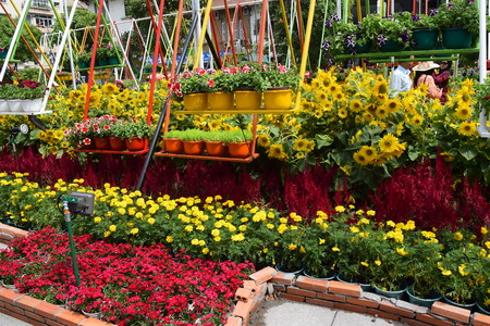 flower festival for Lunar new year decoration in Vietnam with many kind of colorful flowers in wooden pots on the streetのeditorial素材