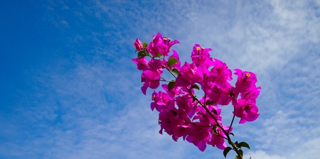 Flower in skyの写真素材