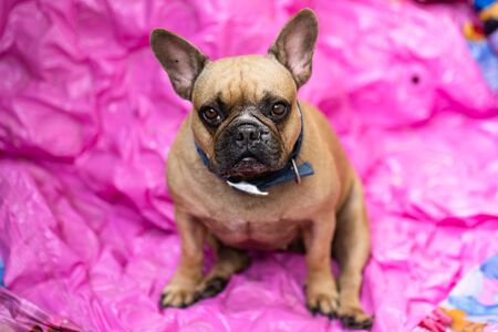 Cute looking french bulldogの写真素材