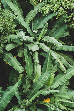 Wild banana at botanic gardenの写真素材
