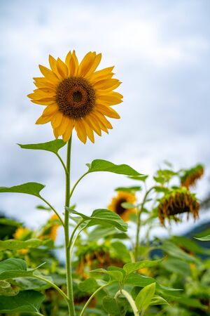 Blooming Sunflower with cloudy skyの写真素材
