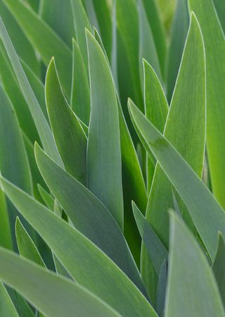 sharp leafの写真素材