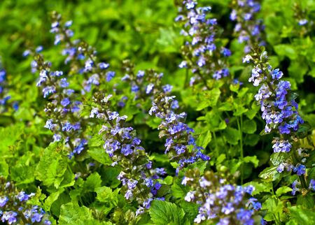 wild flowerの写真素材