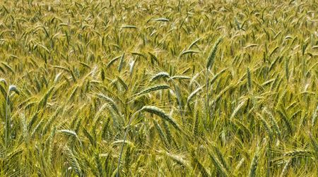 wheat harvest field backgroundの写真素材