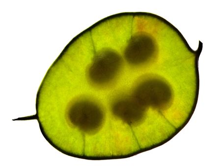 seed backlight, new life ready to born!の写真素材