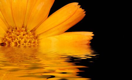 fine closeup image of orange flower backgroundの写真素材