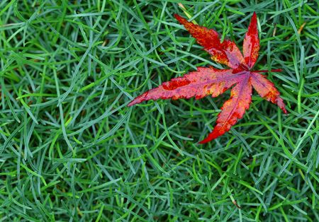 red maple leaf on green grass backgroundの写真素材