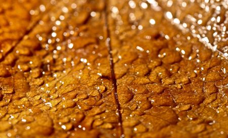 fine macro image of nature backgroundの写真素材