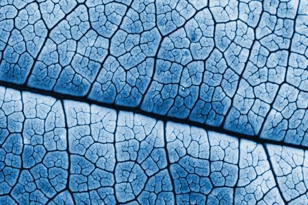 file abstract closeup blue image of leafの写真素材